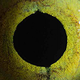 Illustration for article titled These Macro Shots of Animal Eyes Are Beautifully Striking
